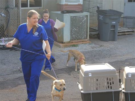 Columbia county animal shelter - “A huge difference between municipal animal shelters and privately funded rescues is shelters have to take all of the animals brought in.” The shelter’s website encourages adopting and fostering. The Animal Services Foster Program was established in 2017, and the process to become a foster parent is very simple, according to the shelter.